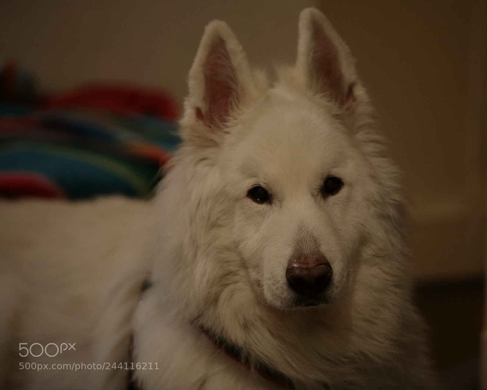 Canon EOS 5D sample photo. Untitled photography