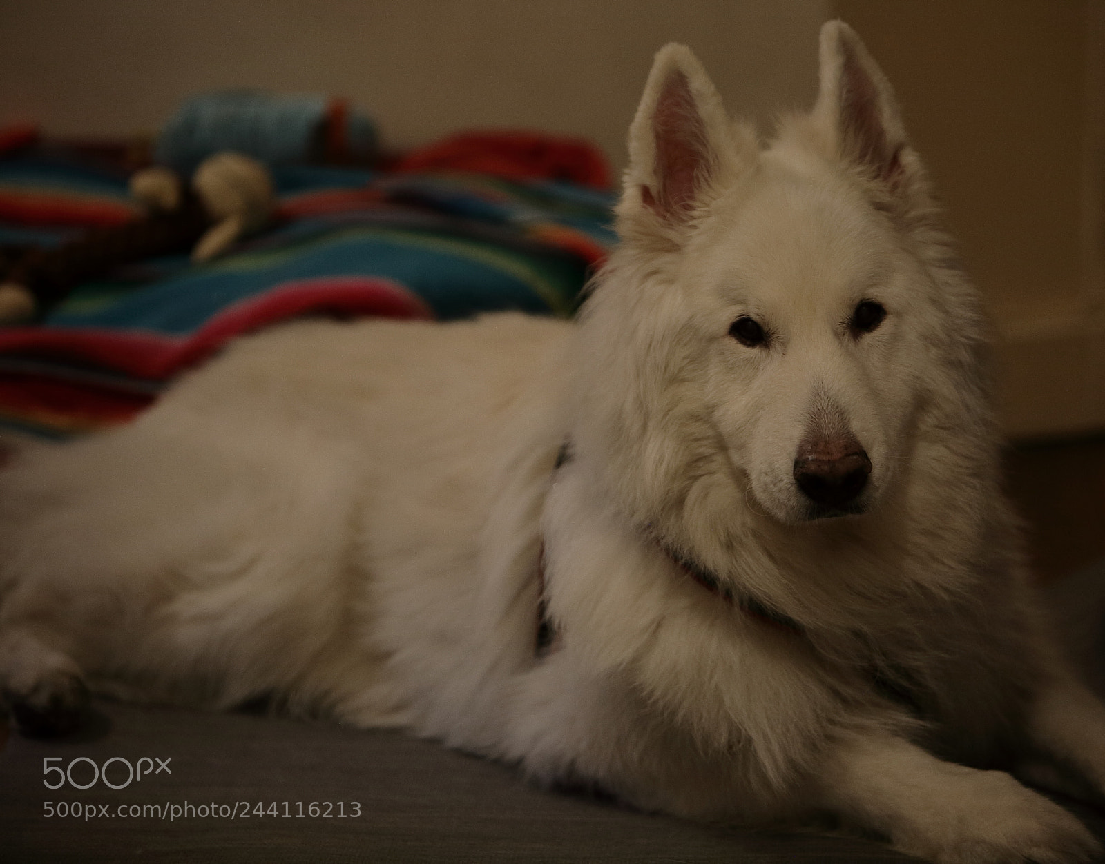 Canon EOS 5D sample photo. Untitled photography