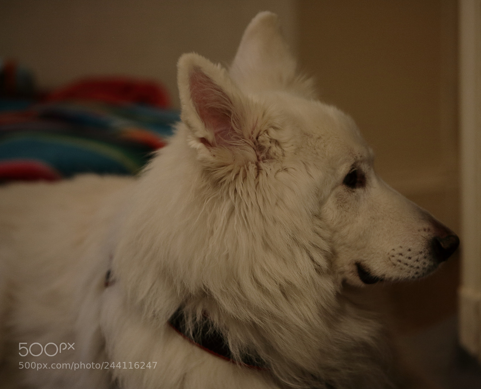Canon EOS 5D sample photo. Untitled photography