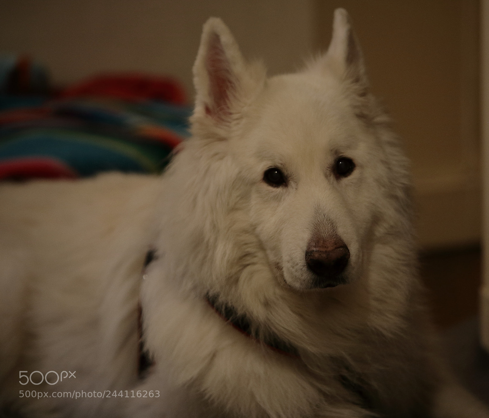 Canon EOS 5D sample photo. Untitled photography
