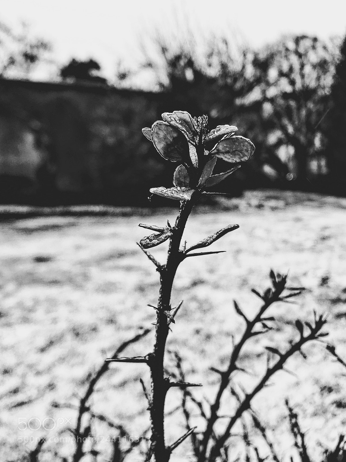 Apple iPhone 6s Plus sample photo. Thorns. photography