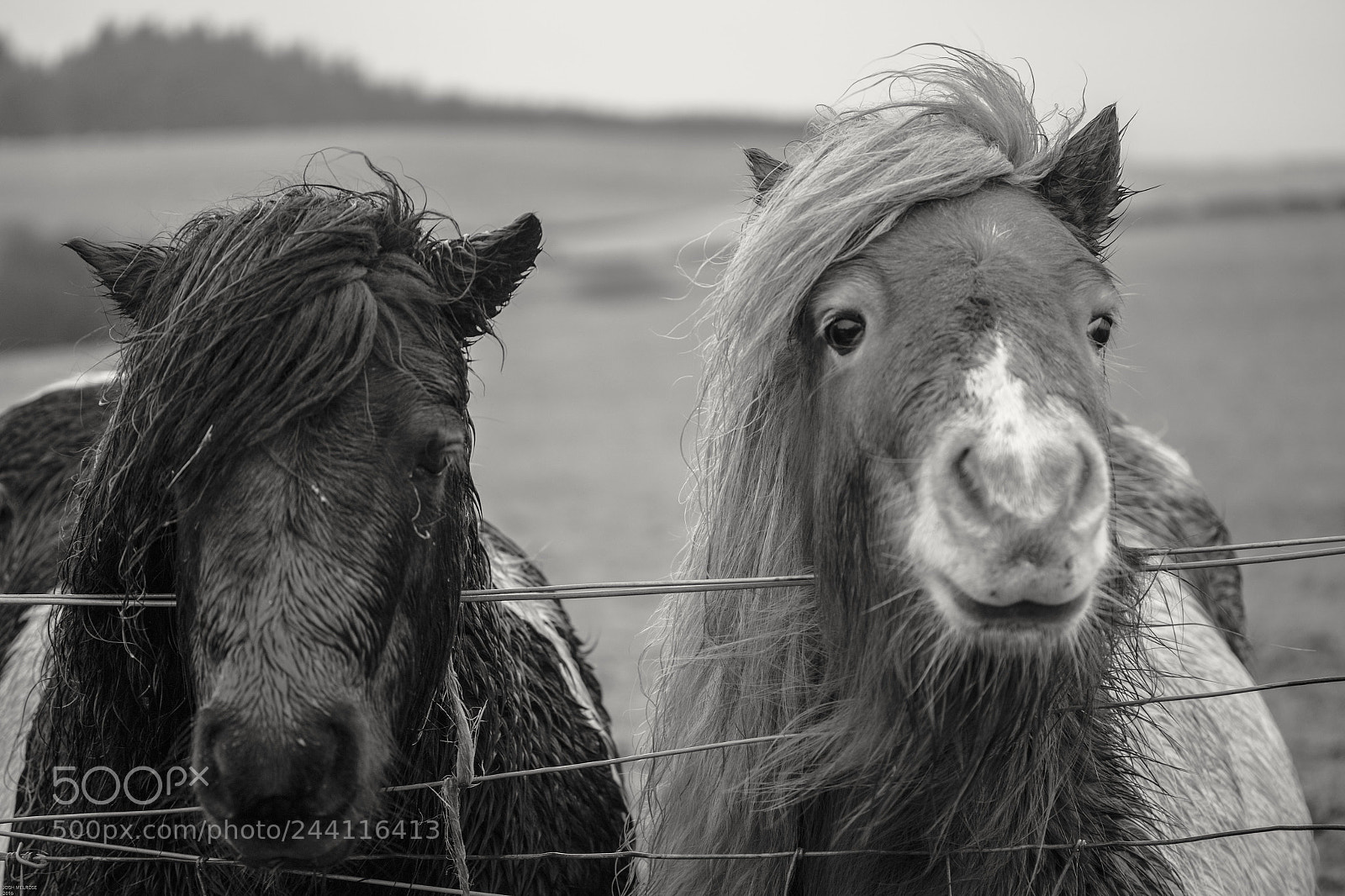 Canon EOS 100D (EOS Rebel SL1 / EOS Kiss X7) sample photo. Two pony's photography