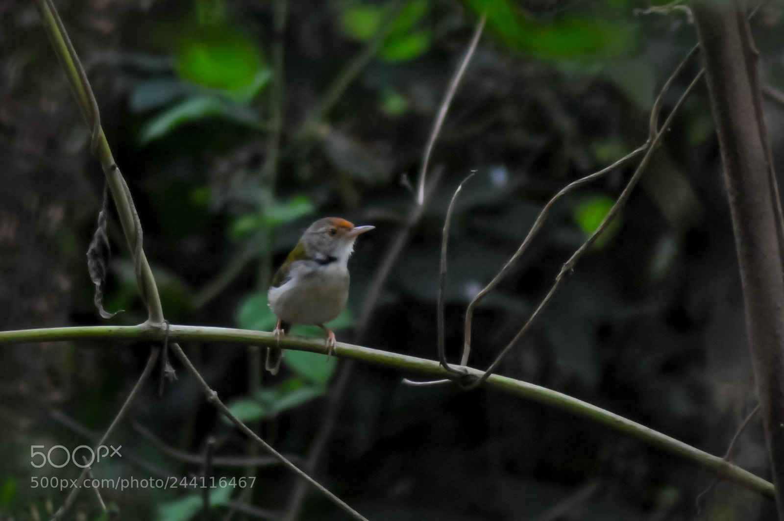 Nikon D300S sample photo. Birds in nature thailand photography