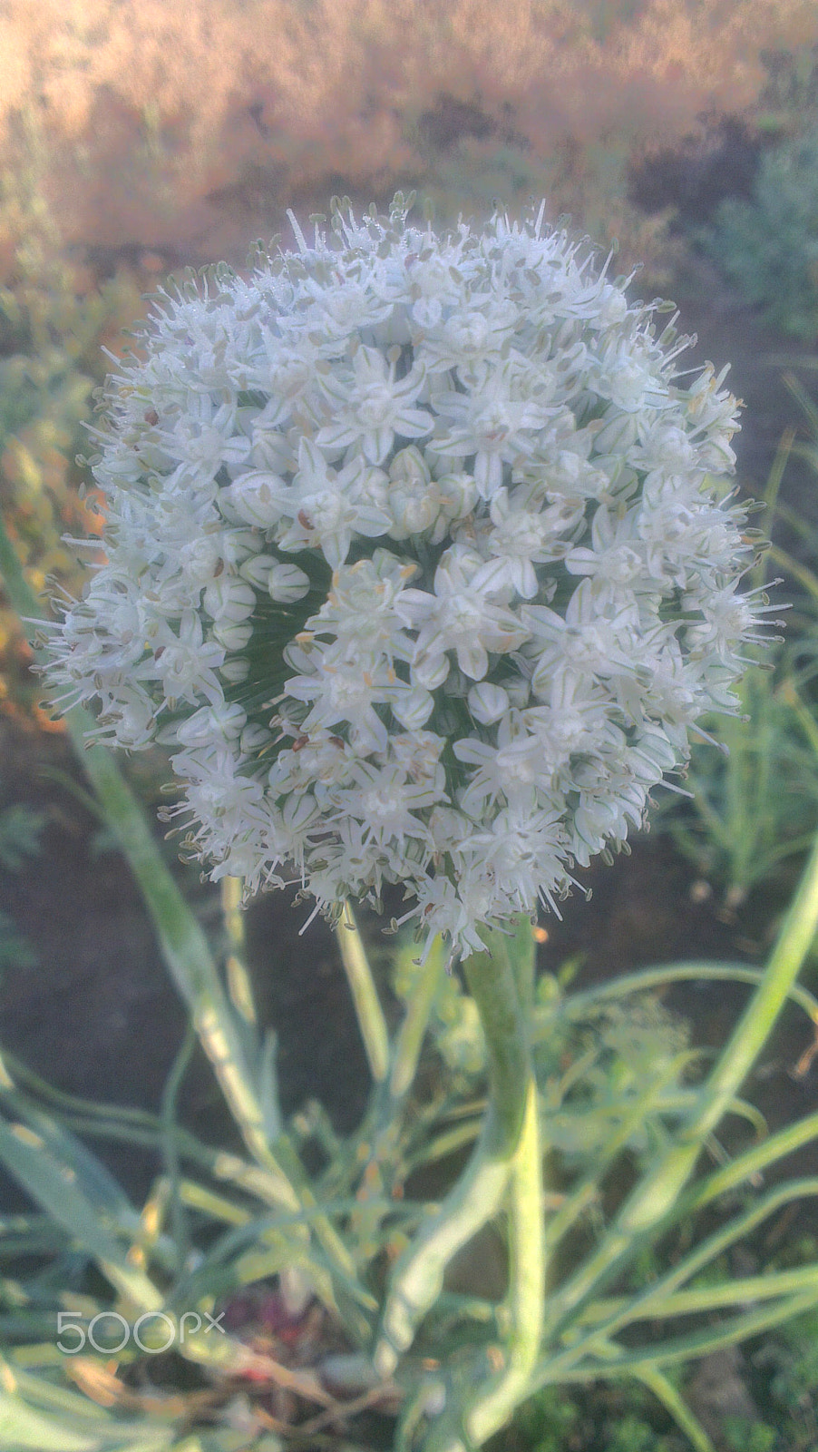 HTC ONE X sample photo. Flower onion photography