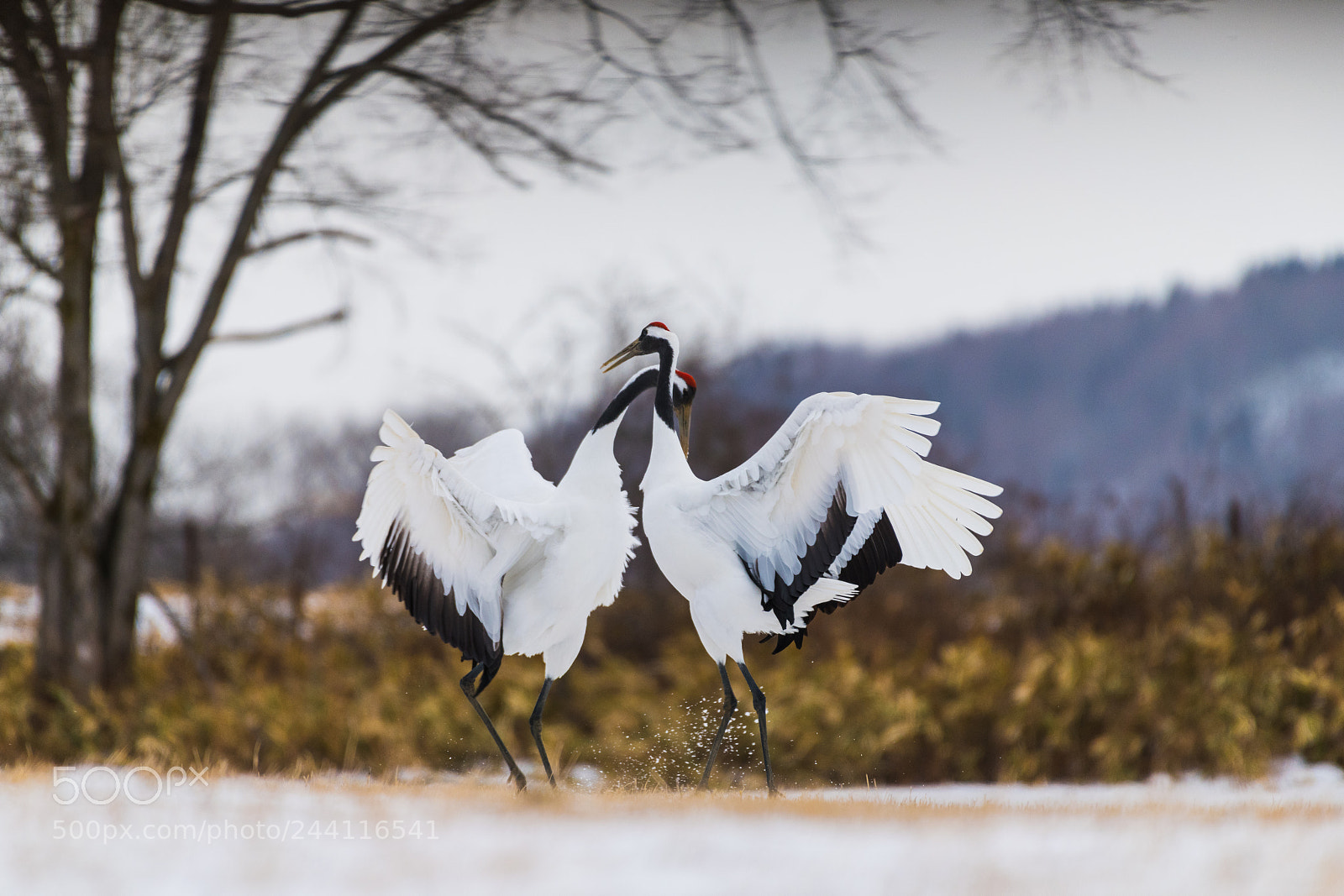 Nikon D850 sample photo. Red-crowned crane bird photography