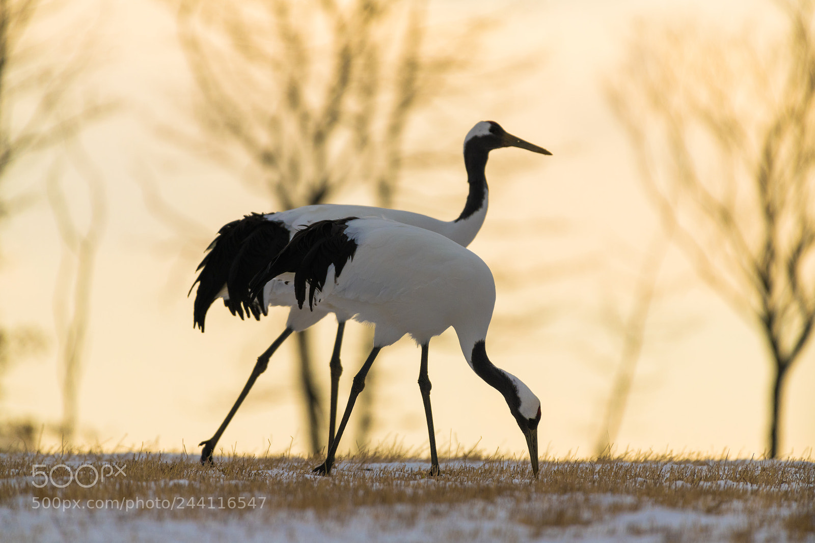 Nikon D850 sample photo. Red-crowned crane bird photography