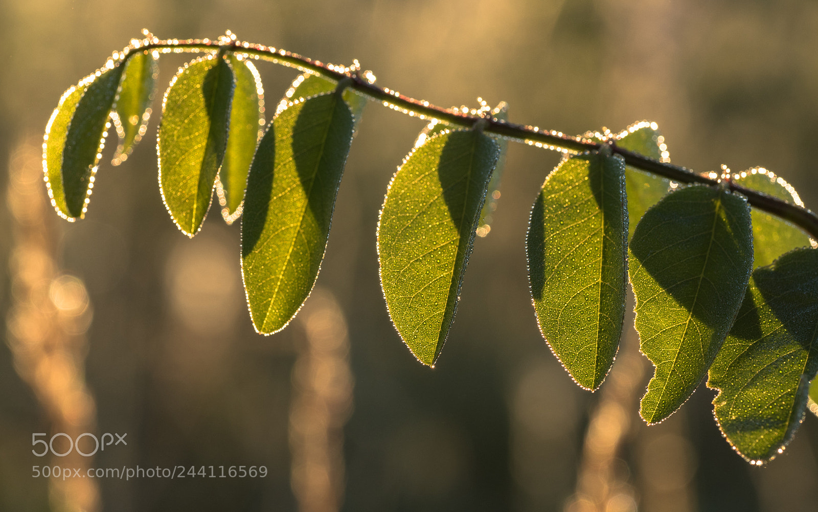Olympus OM-D E-M5 II sample photo. Morning leafs photography