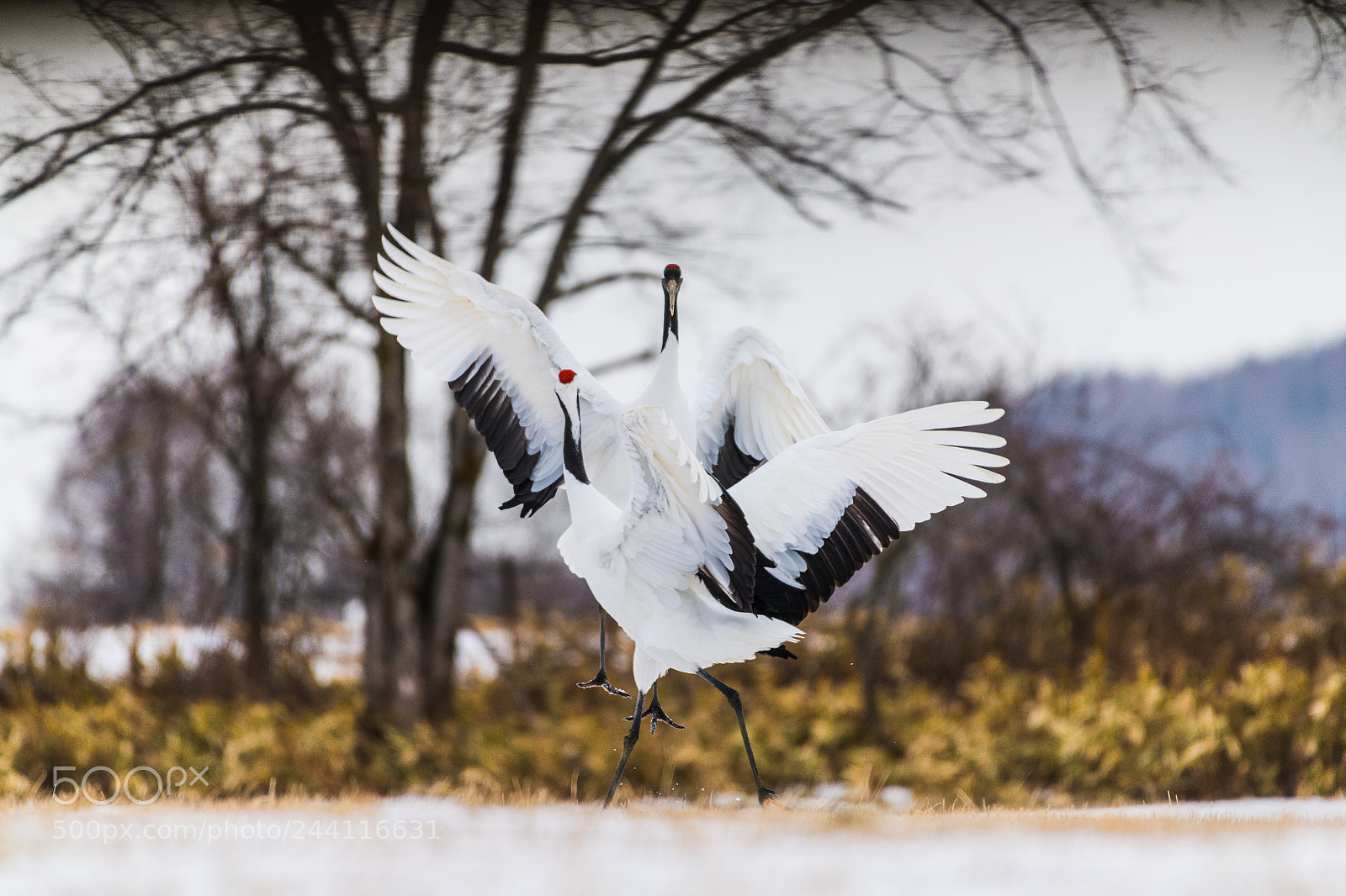 Nikon D850 sample photo. Red-crowned crane bird photography