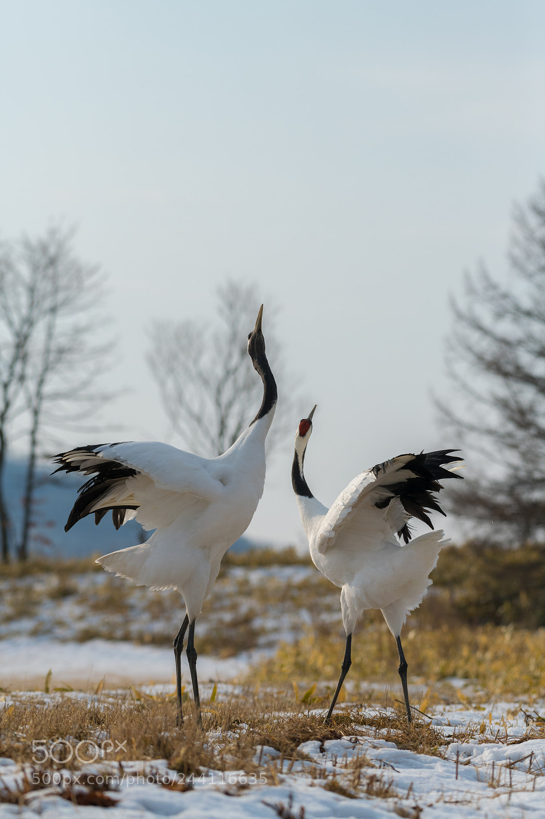 Nikon D850 sample photo. Red-crowned crane bird photography