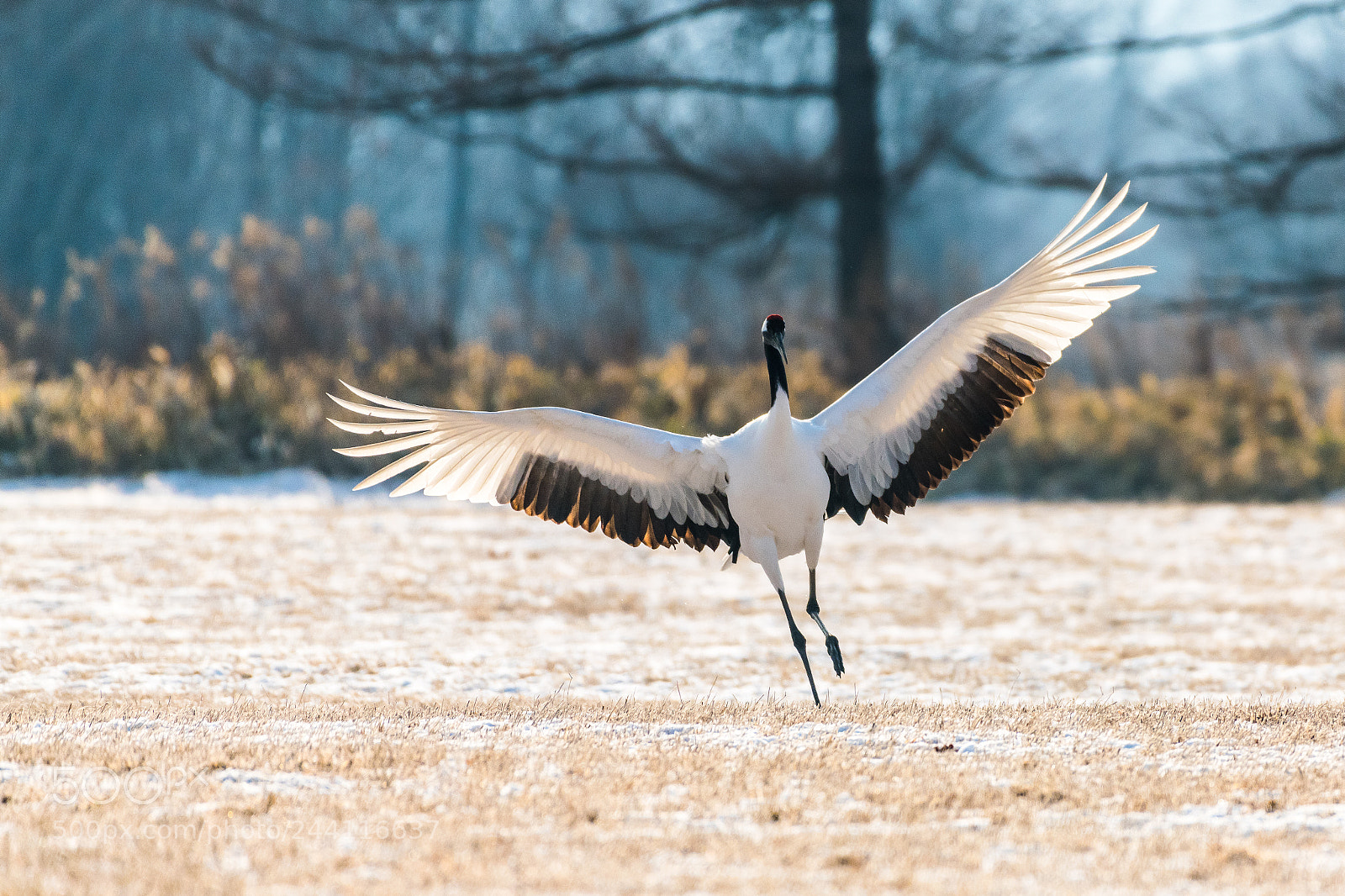 Nikon D850 sample photo. Red-crowned crane bird photography