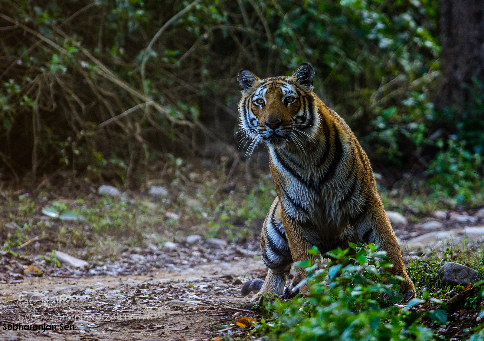 Nikon D7100 sample photo. Crouching tiger photography