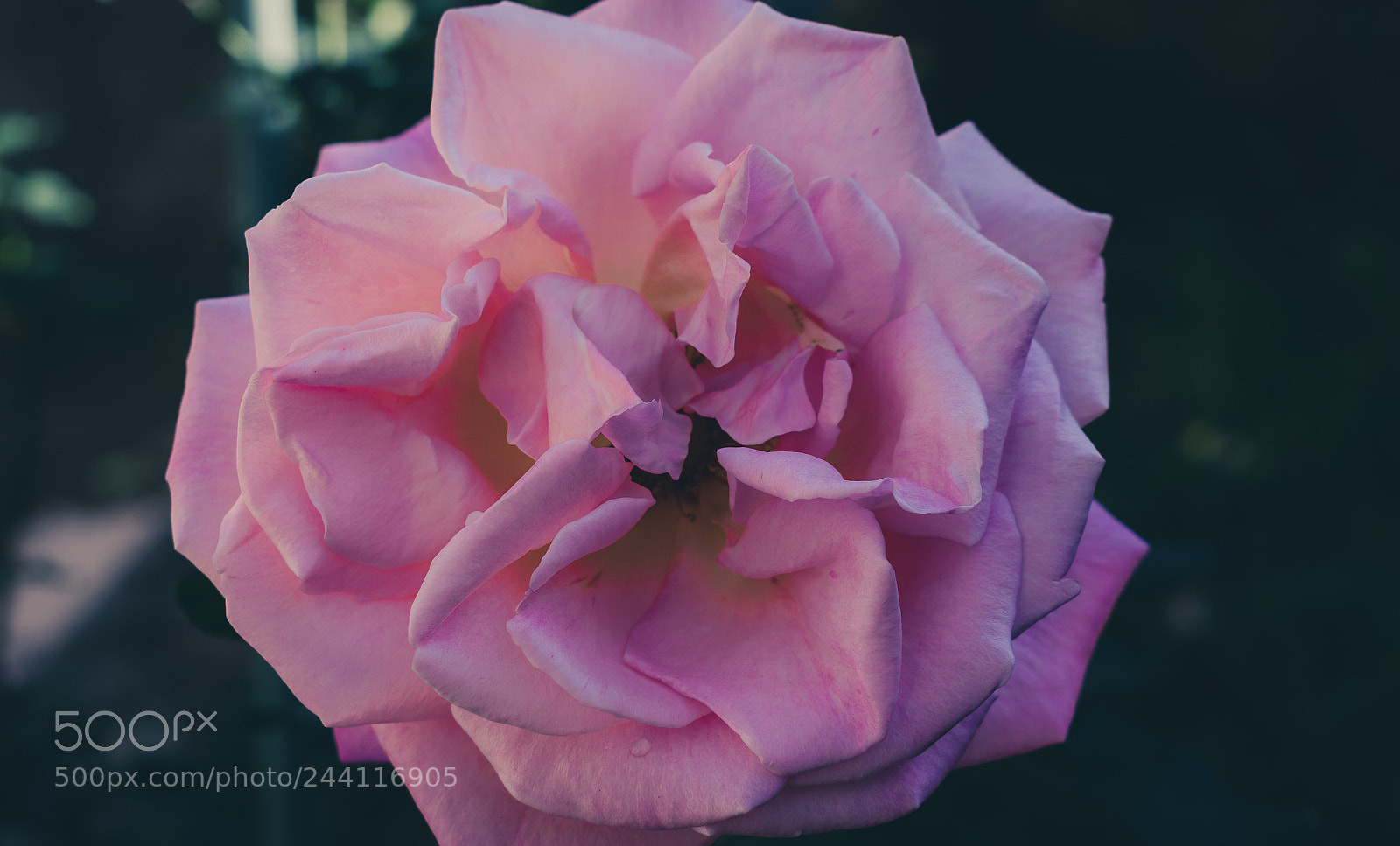Nikon D3400 sample photo. Pink one photography