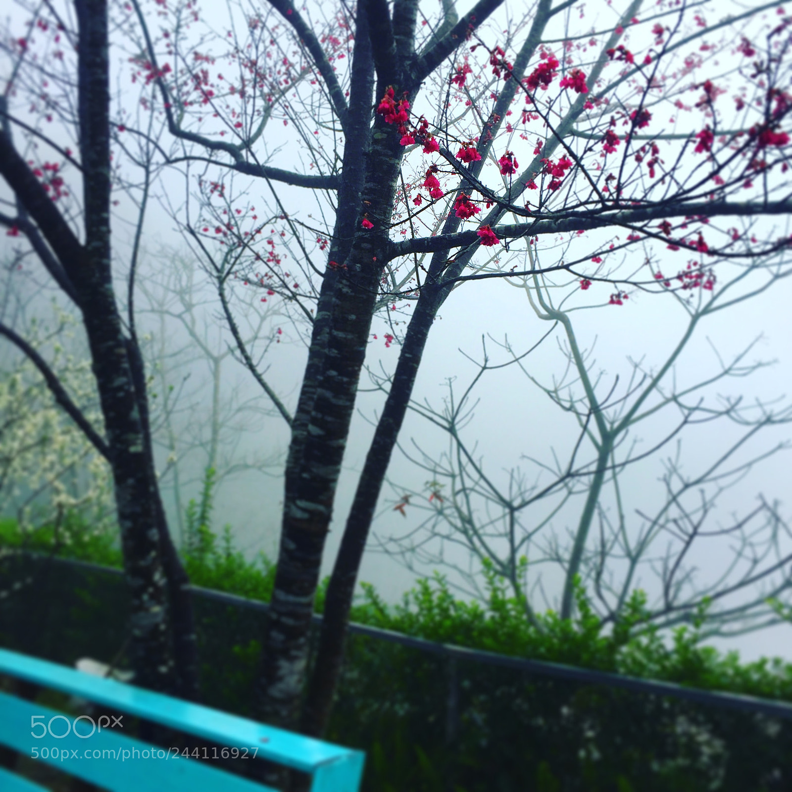 Apple iPhone 6 sample photo. 在濕冷的天候，來到苗栗公館山上老長官的小木屋探訪，屋前的山櫻在濃霧中，雖失去了艷紅，但卻多了韻味 photography