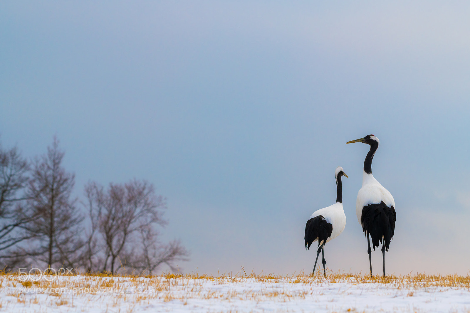 Nikon D850 sample photo. Red-crowned crane bird photography