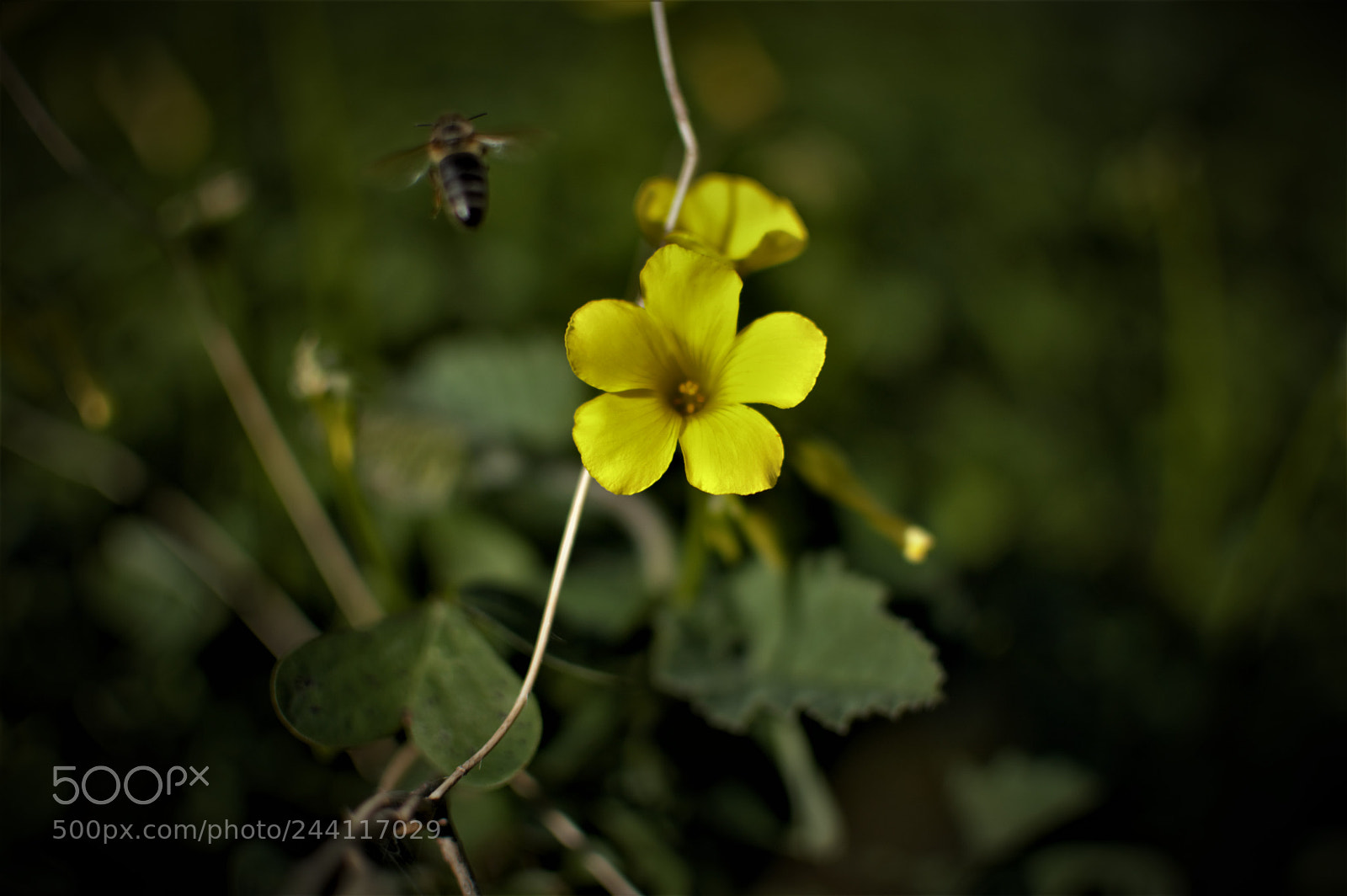 Nikon D3200 sample photo. Gone after eating photography