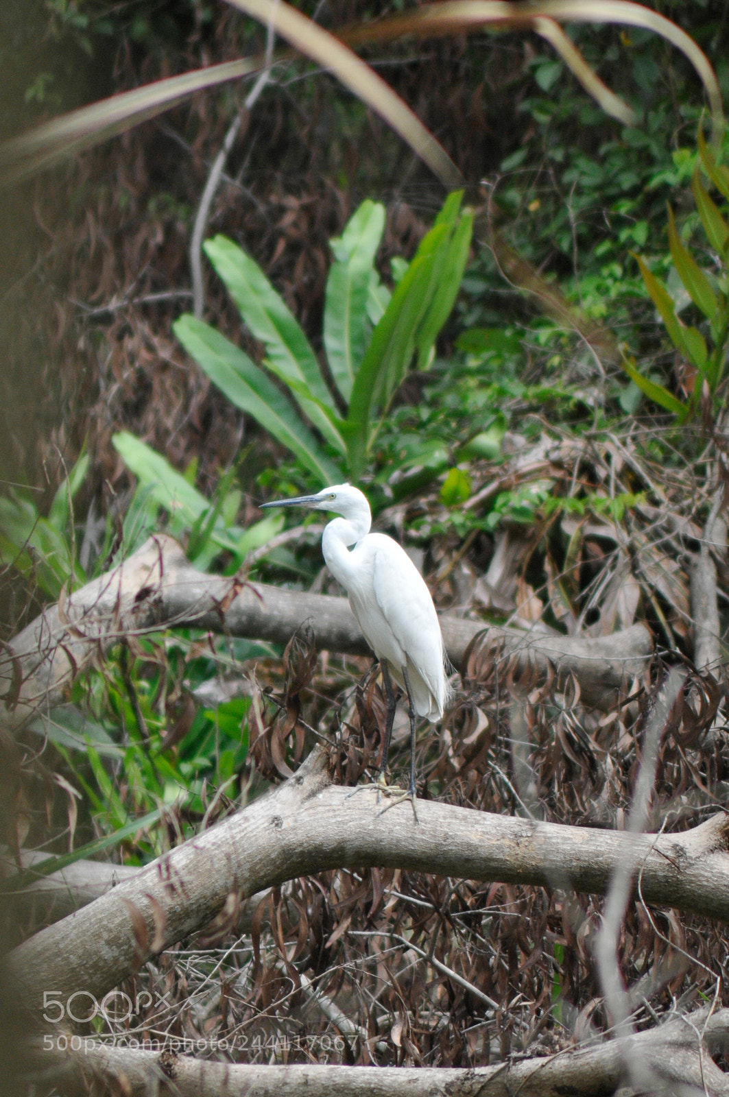 Nikon D300S sample photo. Birds in nature thailand photography