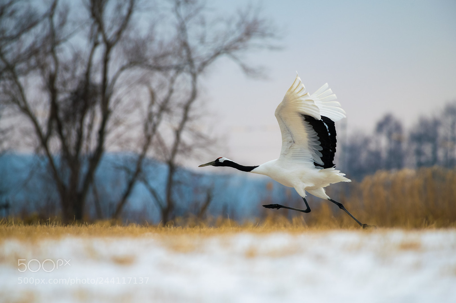 Nikon D850 sample photo. Red-crowned crane bird photography