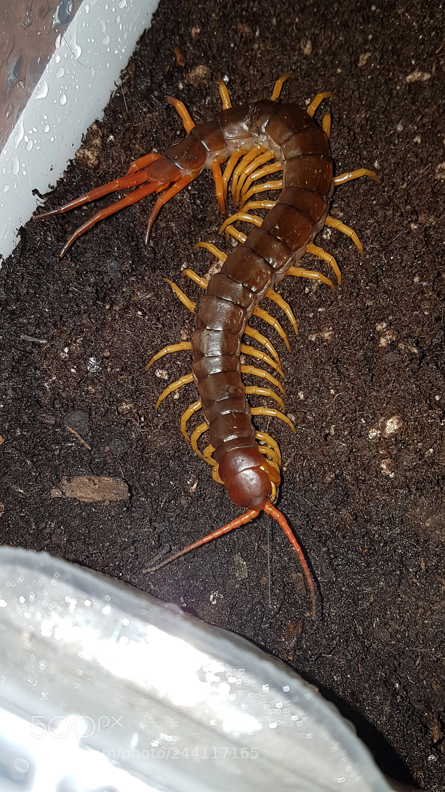 Samsung Galaxy S7 Edge sample photo. Scolopendra gigantea  ❤ photography