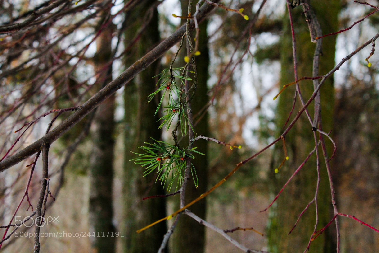 Canon EOS 1100D (EOS Rebel T3 / EOS Kiss X50) sample photo. Forest photography