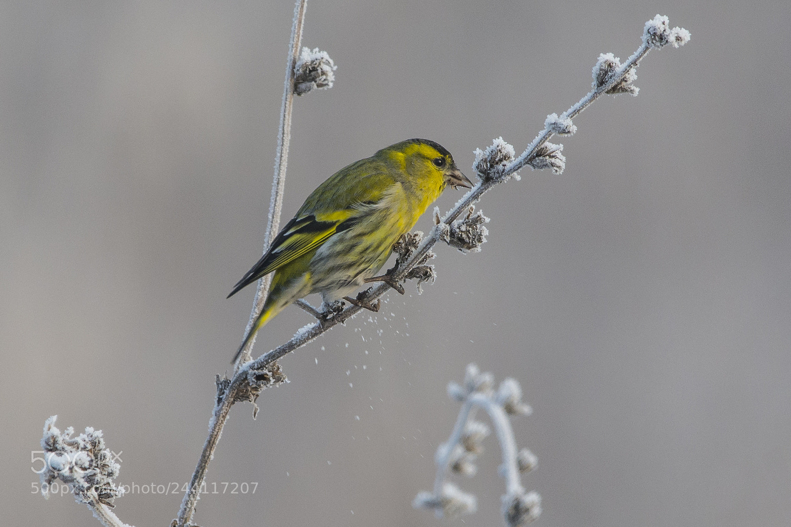 Nikon D7100 sample photo. Eurasian siskin photography