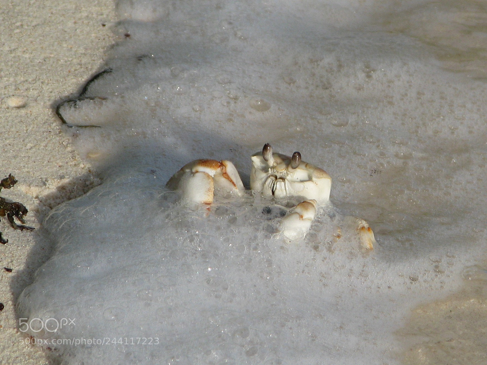 Canon POWERSHOT S5 IS sample photo. Bathing crab photography