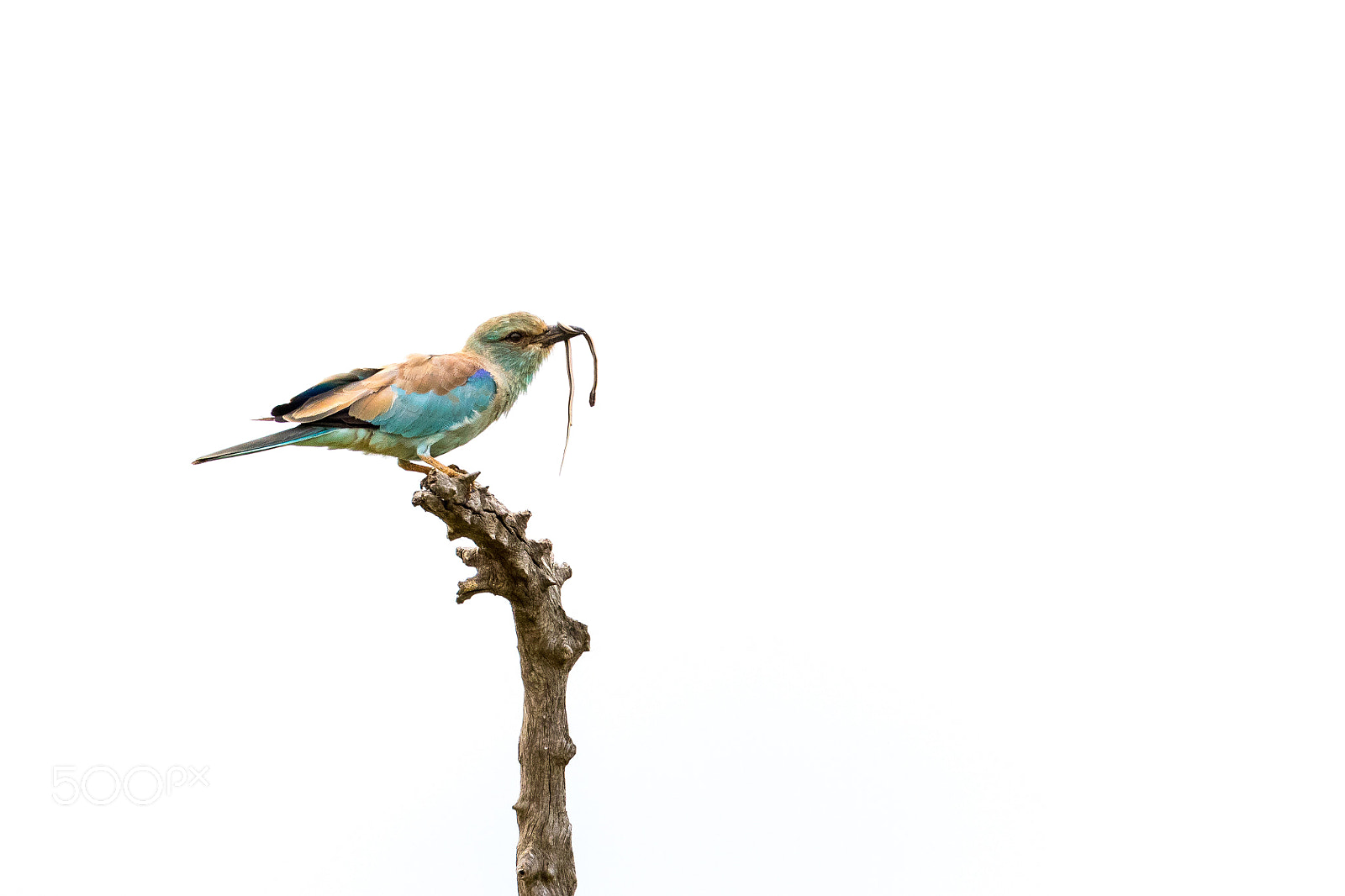 Canon EOS 7D Mark II sample photo. Snake eater photography
