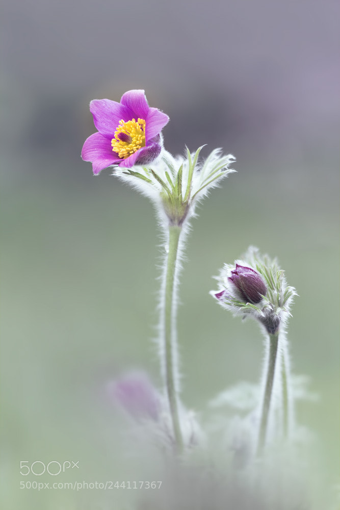 Canon EOS 7D Mark II sample photo. Kuhschelle ii photography