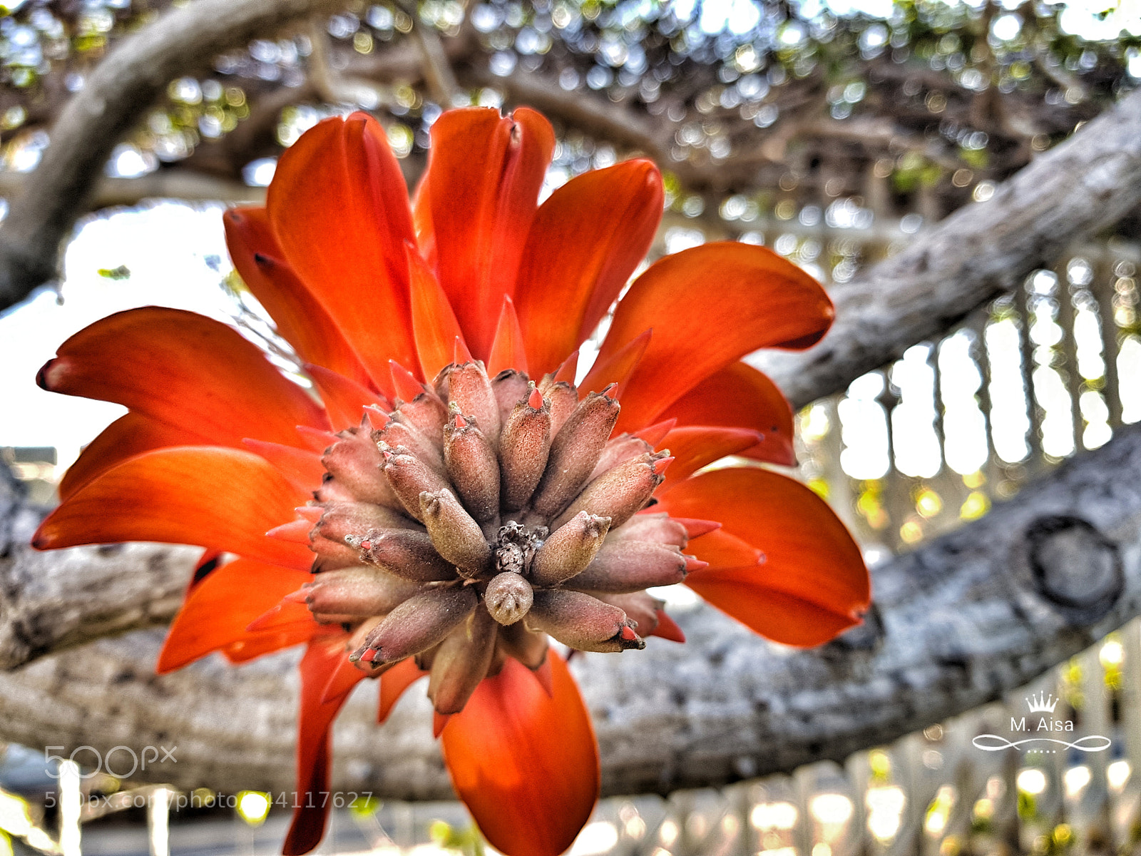 Samsung Galaxy S8+ sample photo. Redd photography