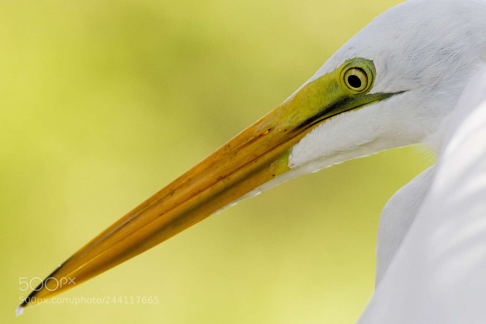 Canon EOS-1D Mark IV sample photo. Great egret photography