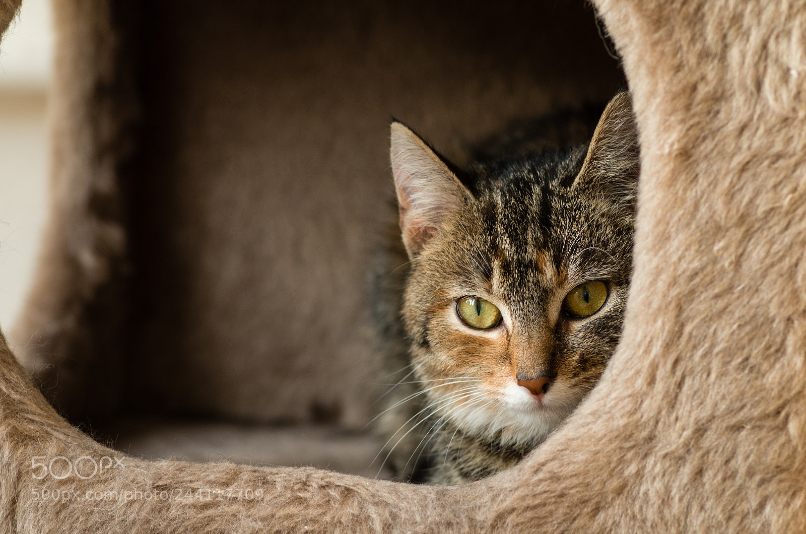 Pentax K-30 sample photo. Chili photography