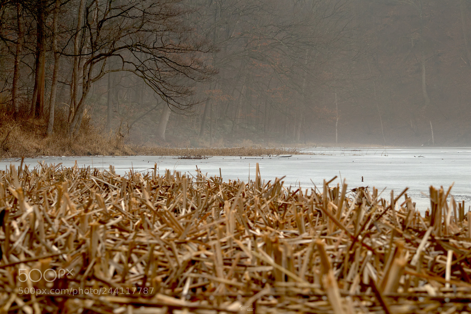 Canon EOS M5 sample photo. Reeds and trees photography