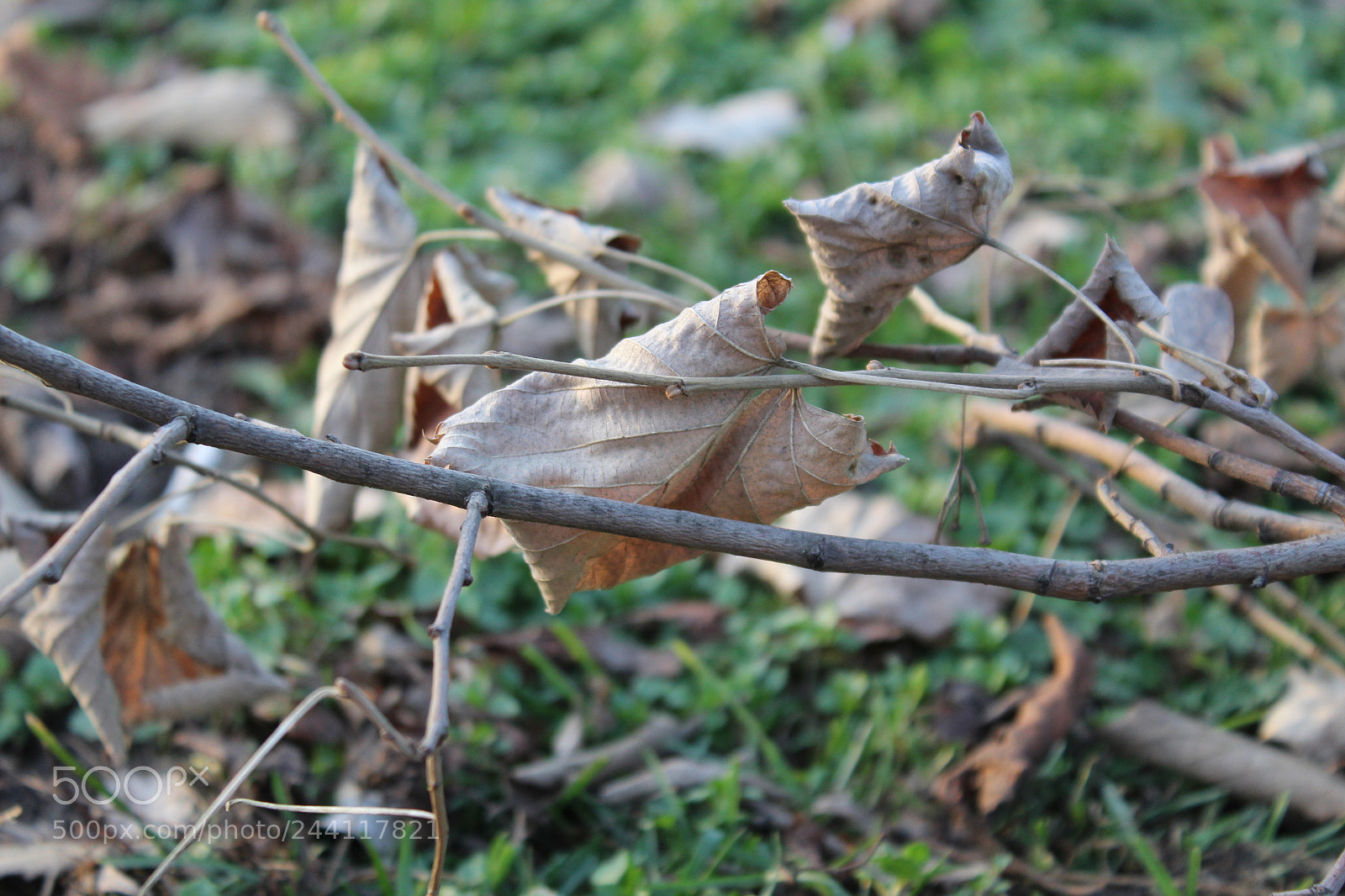 Canon EOS 1300D (EOS Rebel T6 / EOS Kiss X80) sample photo. A fallen branch photography