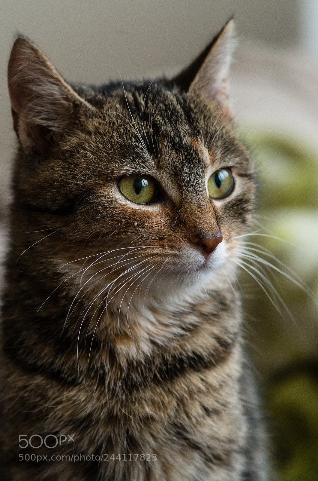 Pentax K-30 sample photo. Chili photography