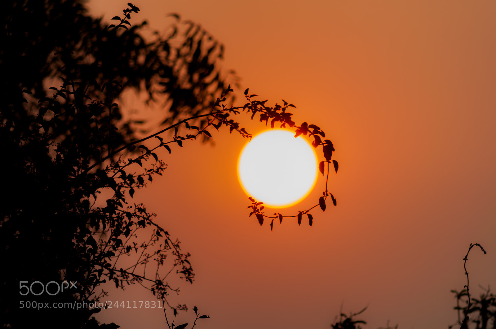 Nikon D5000 sample photo. Entwined at dawn photography