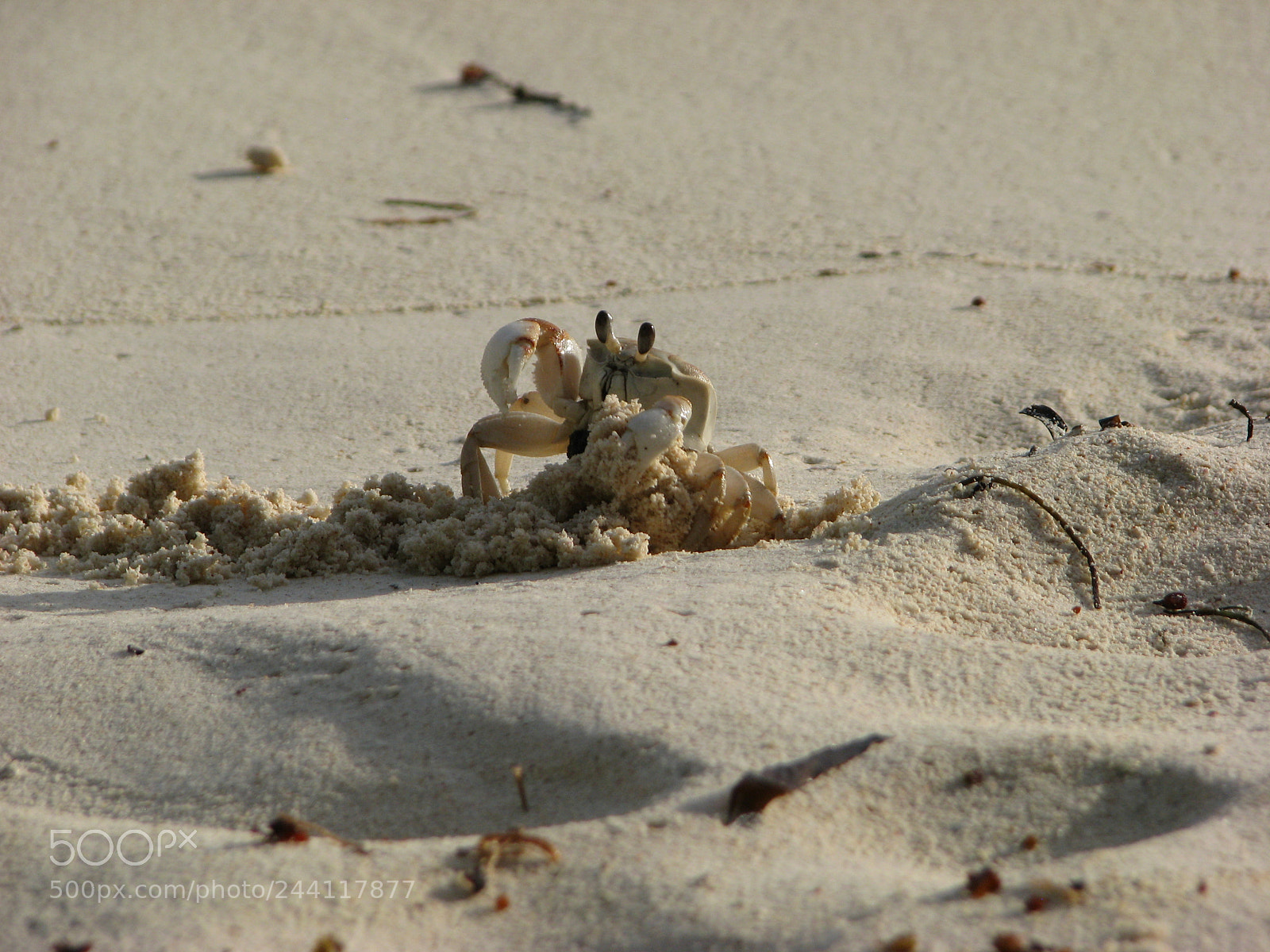 Canon POWERSHOT S5 IS sample photo. Crab photography