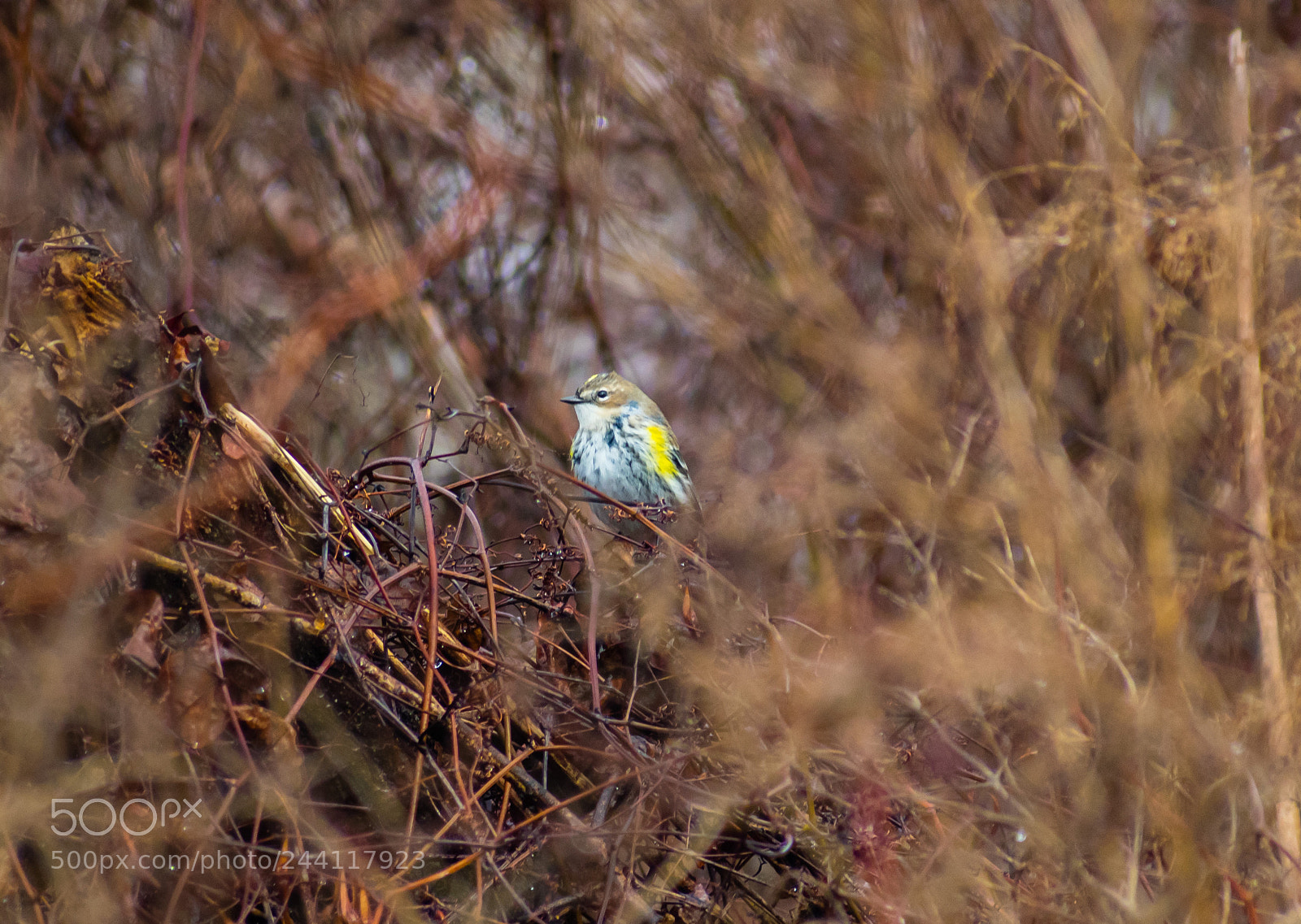 Nikon D3400 sample photo. Yellow rumped warbler photography