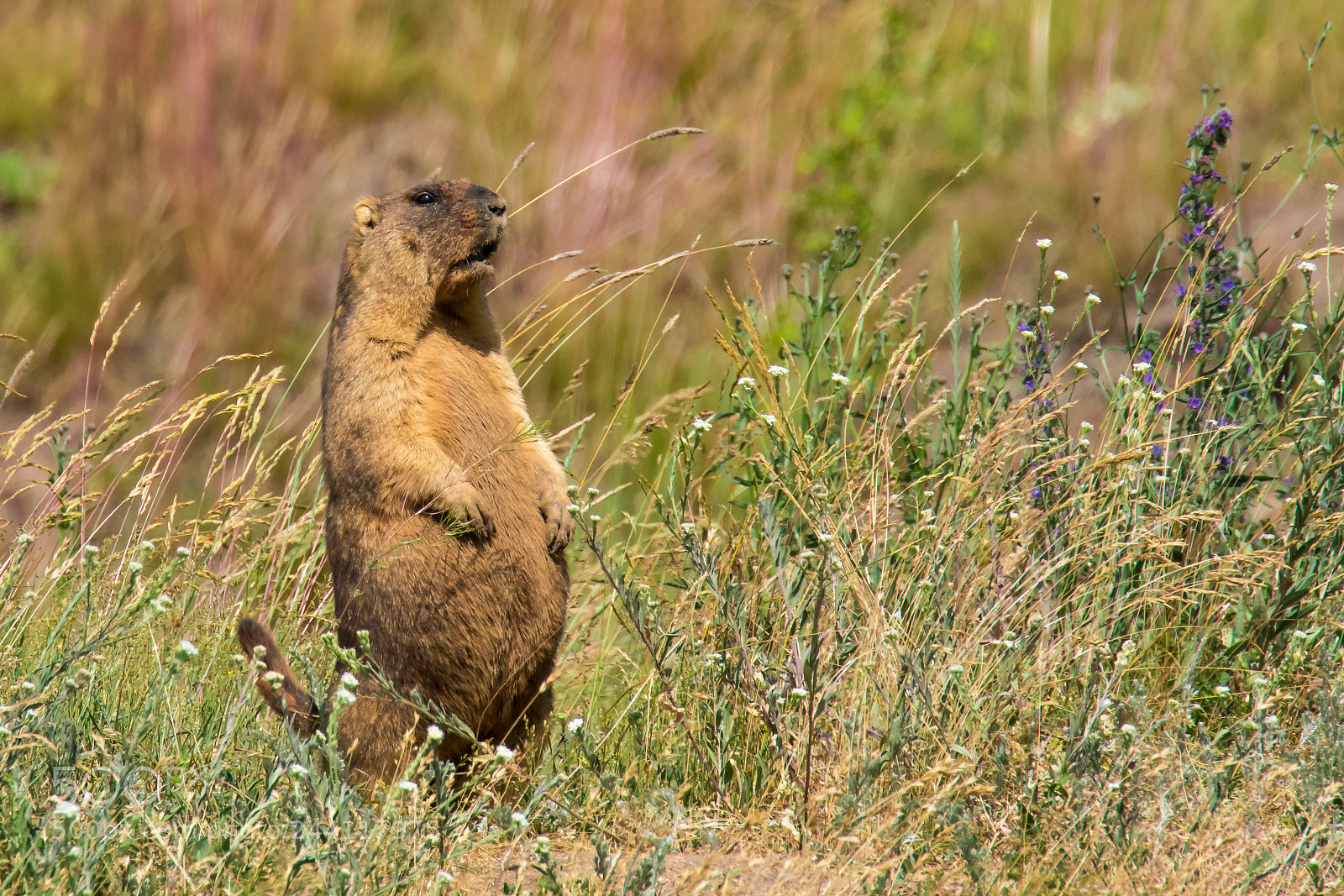 Canon EOS 7D Mark II sample photo. Steppe marmot (marmota bobak) photography