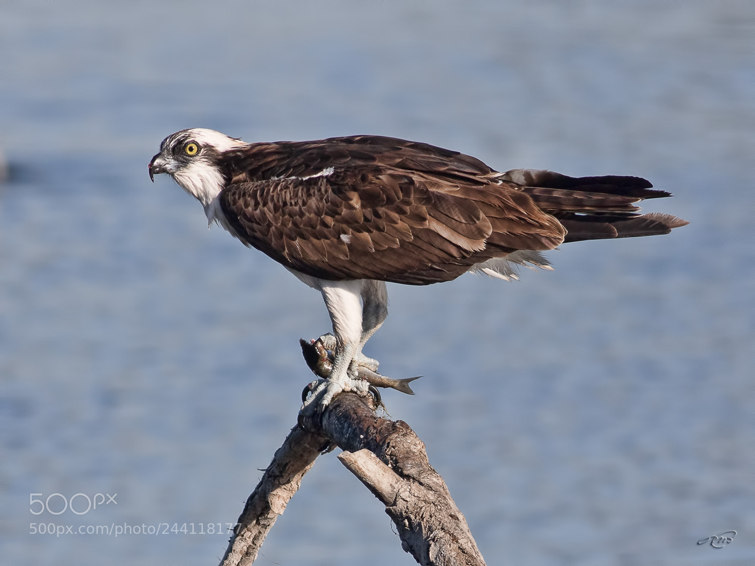 Canon EOS 7D Mark II sample photo. Osprey photography