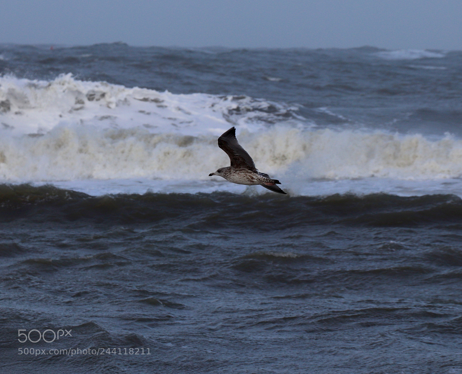 Canon EOS 77D (EOS 9000D / EOS 770D) sample photo. Jonathan livingston seagull? photography