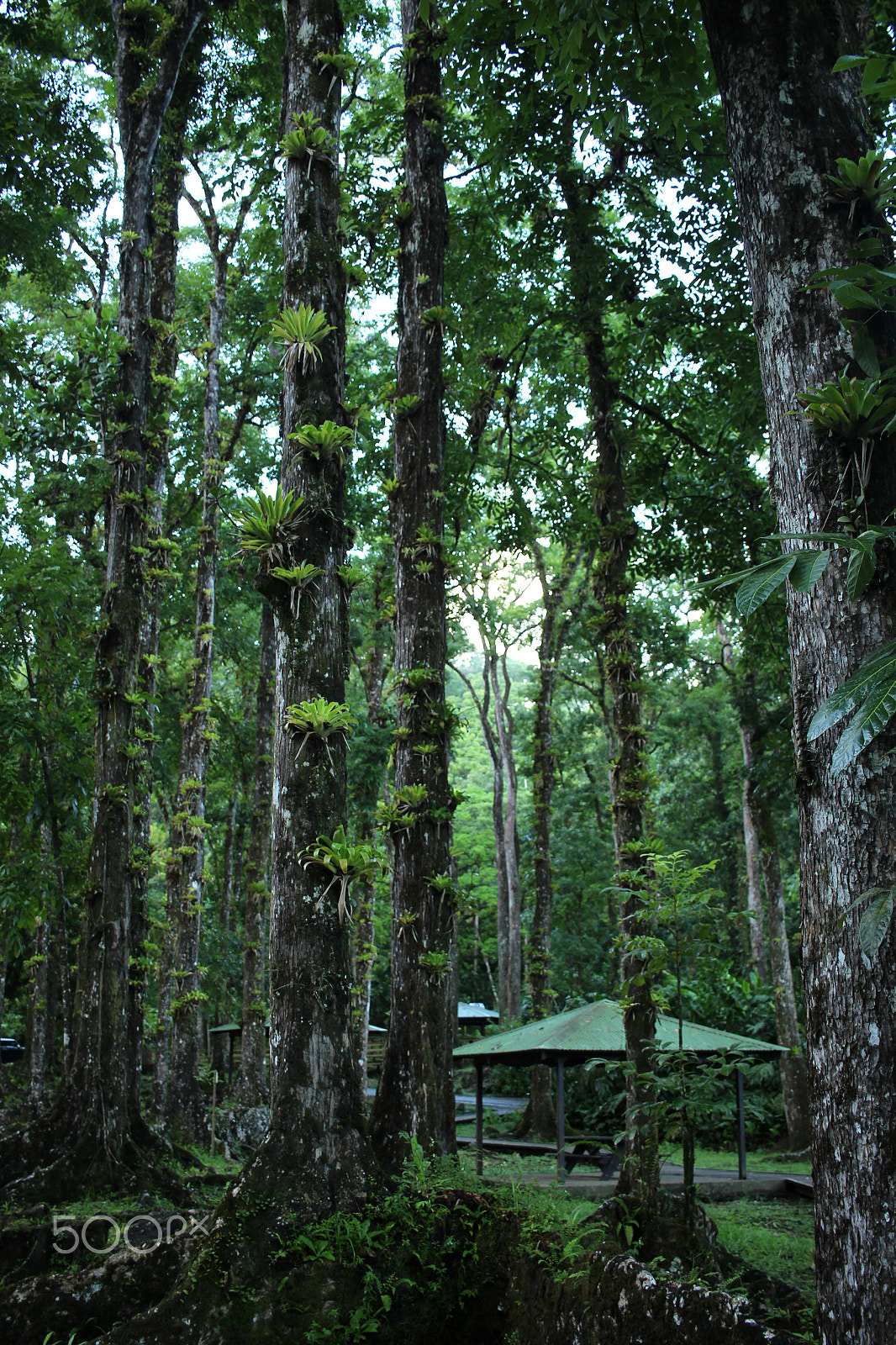 Canon EF-S 24mm F2.8 STM sample photo. Au milieu des bois photography