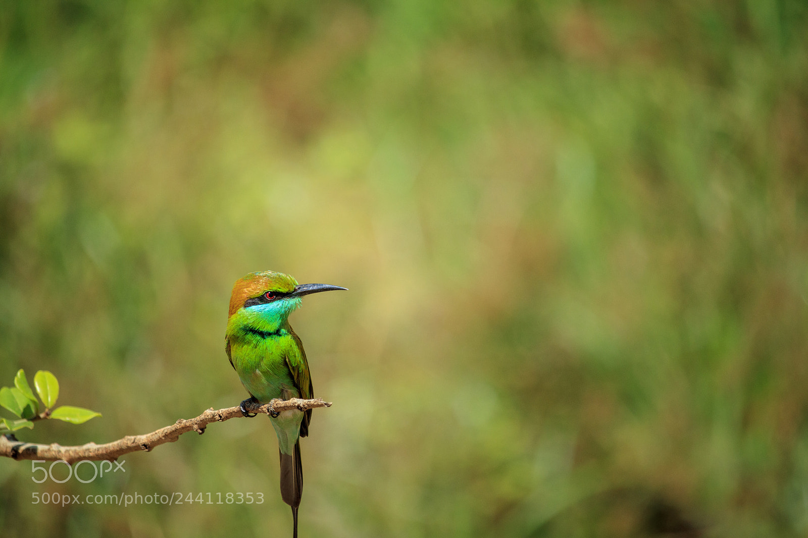 Canon EOS M5 sample photo. Green bee eater photography
