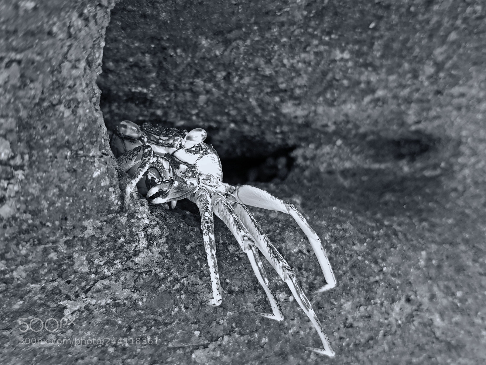 Samsung Galaxy S8 sample photo. Hello crab photography