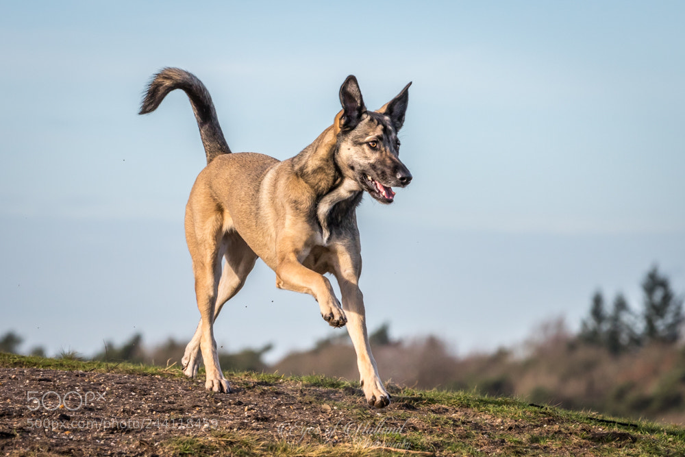 Canon EOS 7D Mark II sample photo. Running down hill photography