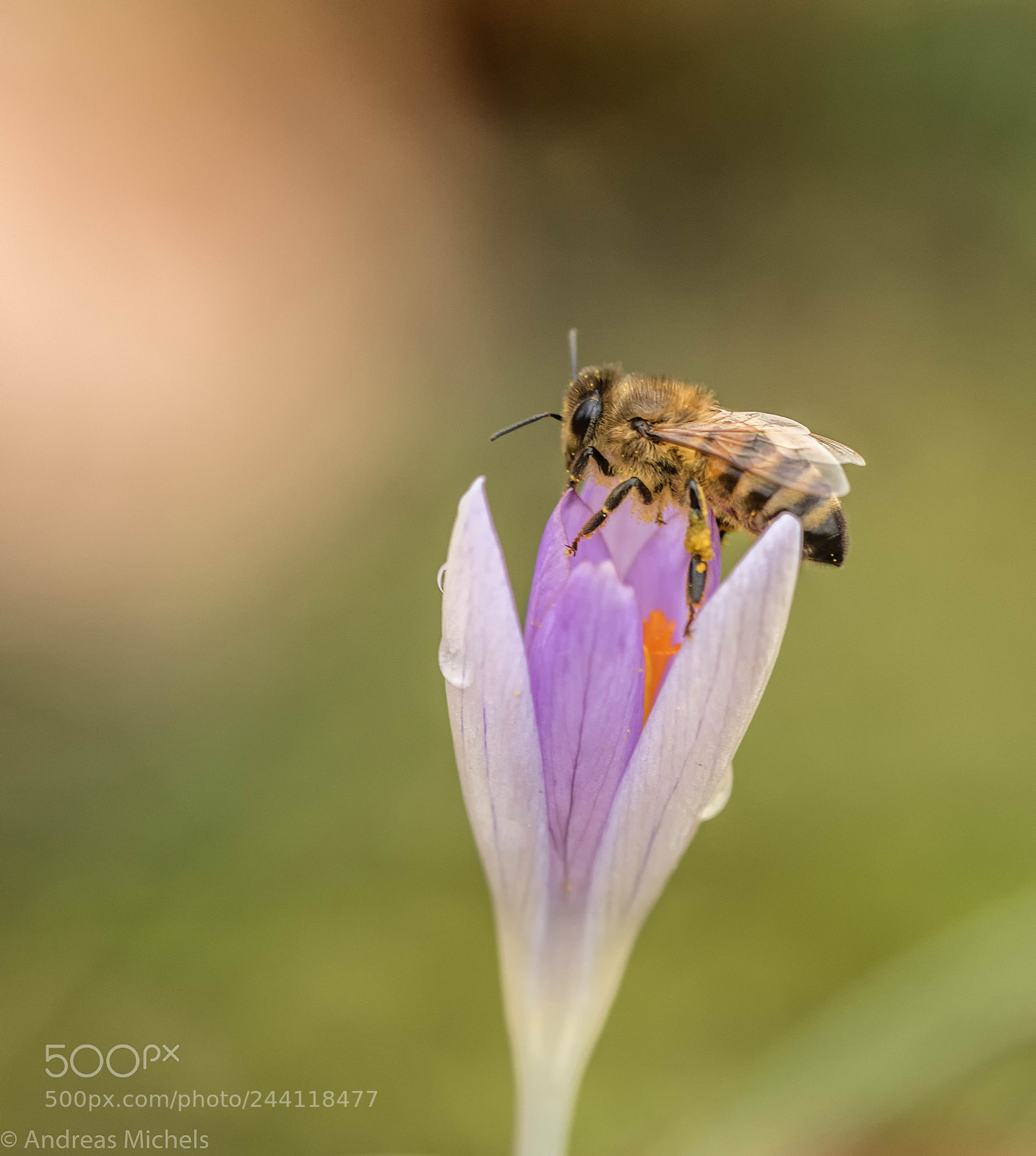 Nikon D850 sample photo. Spring photography