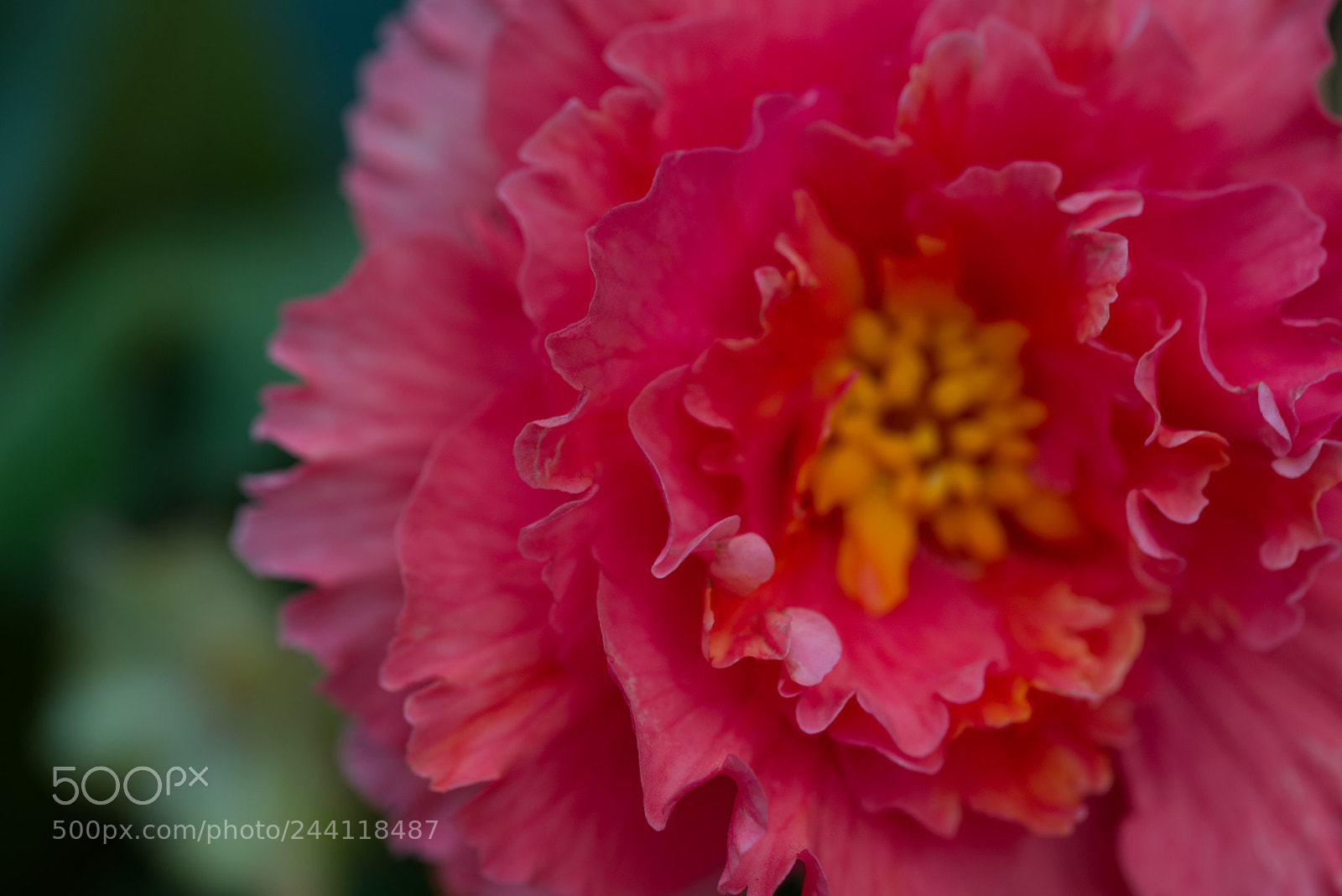 Nikon D610 sample photo. Dahlia1 photography