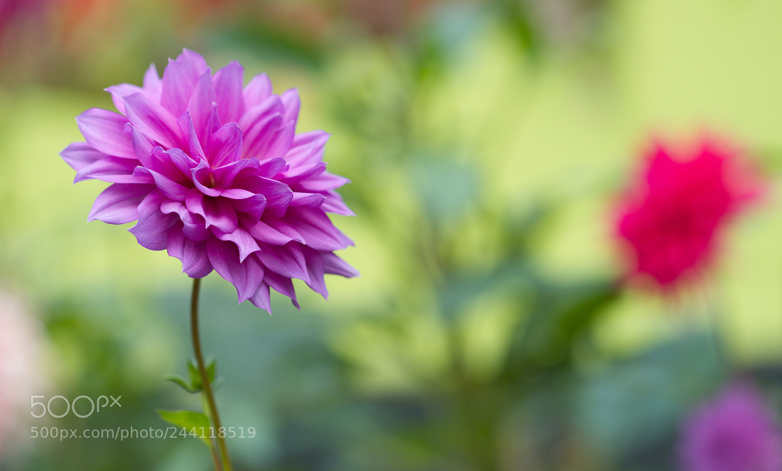 Nikon D610 sample photo. Dahlia2 photography