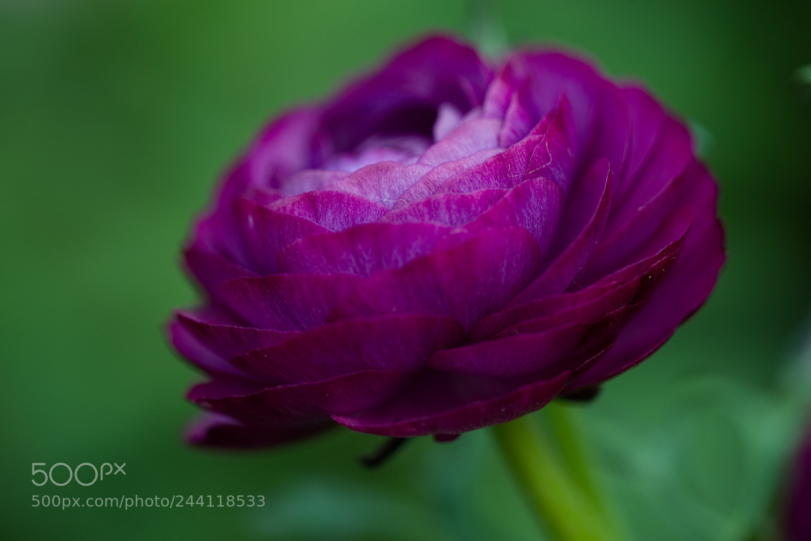 Nikon D610 sample photo. Purple flower photography