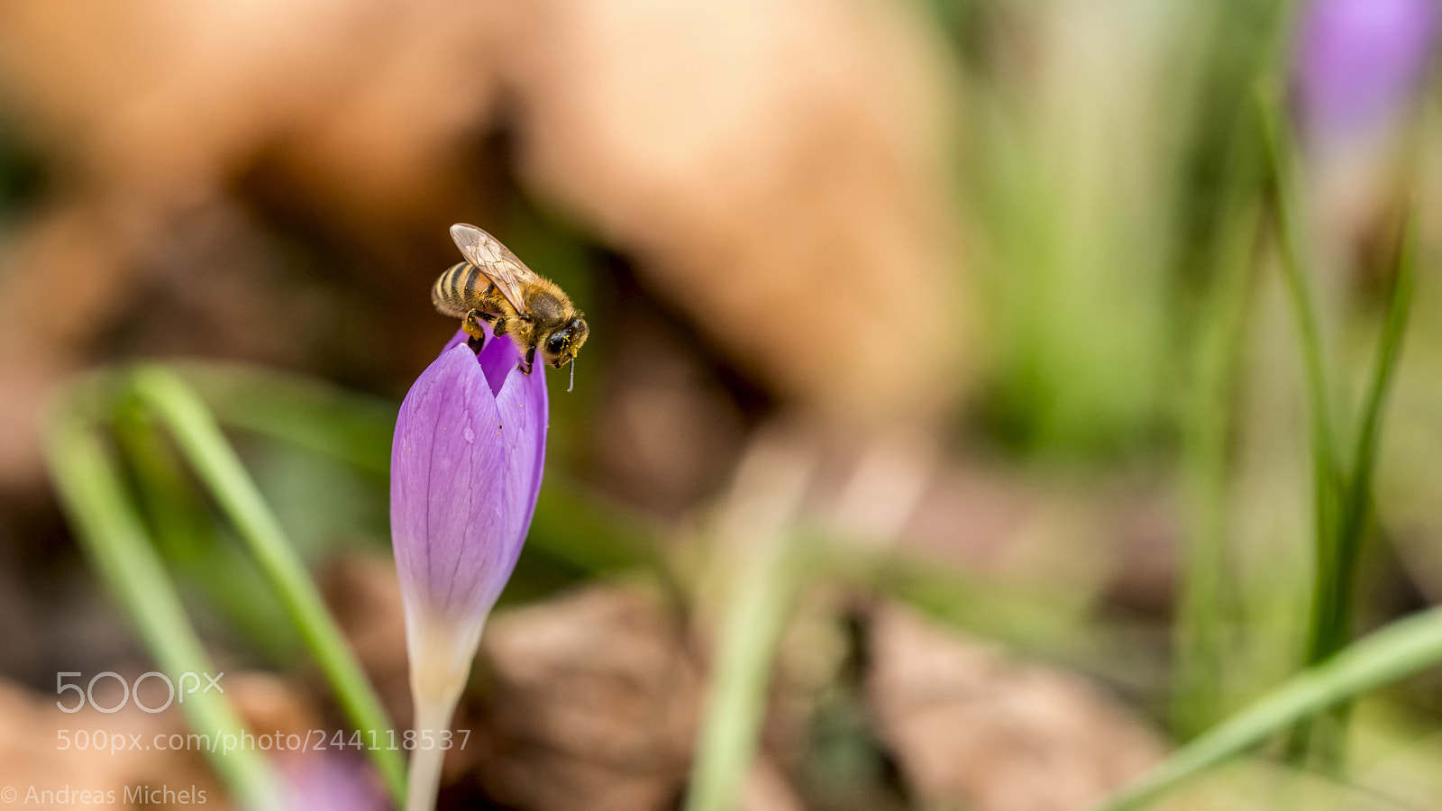 Nikon D850 sample photo. Spring. photography