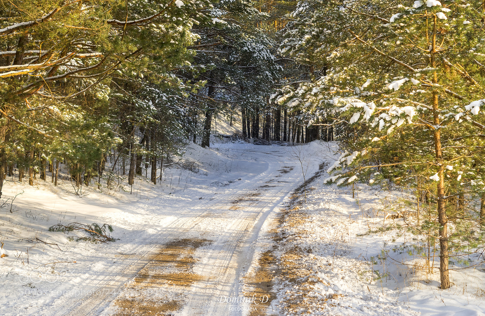 Sony SLT-A58 sample photo. Forest road photography