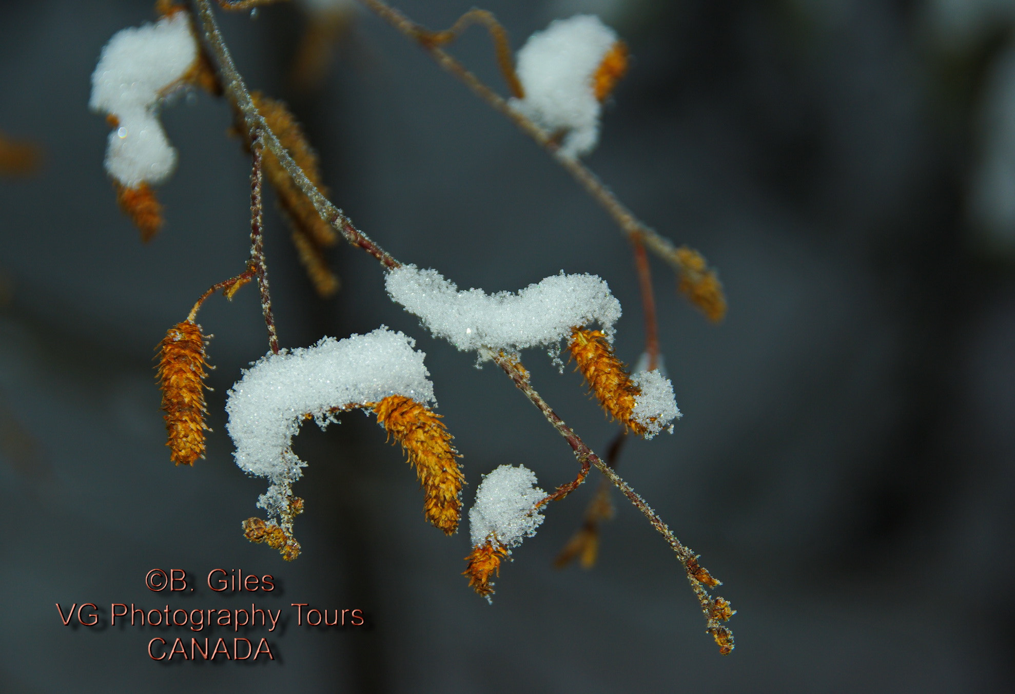 Pentax K10D sample photo. First snow photography